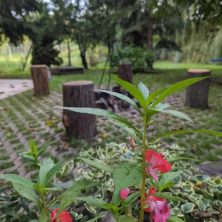 Loci Palochaz *