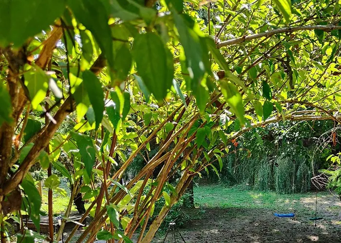 Loci Palochaz